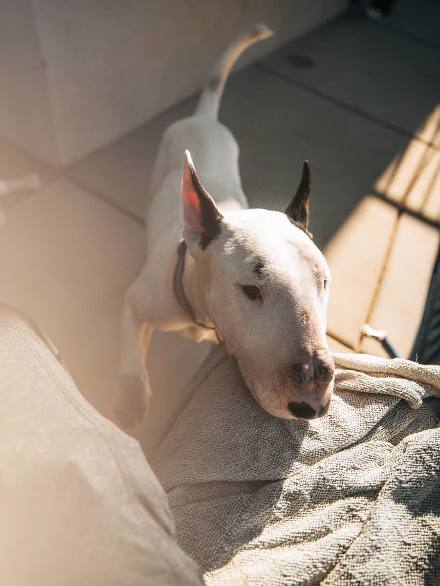Bull terrier resting on a blanket in soft indoor light